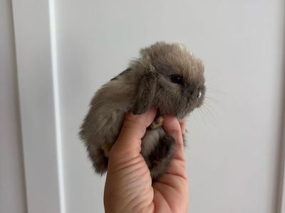 Holland lop buck