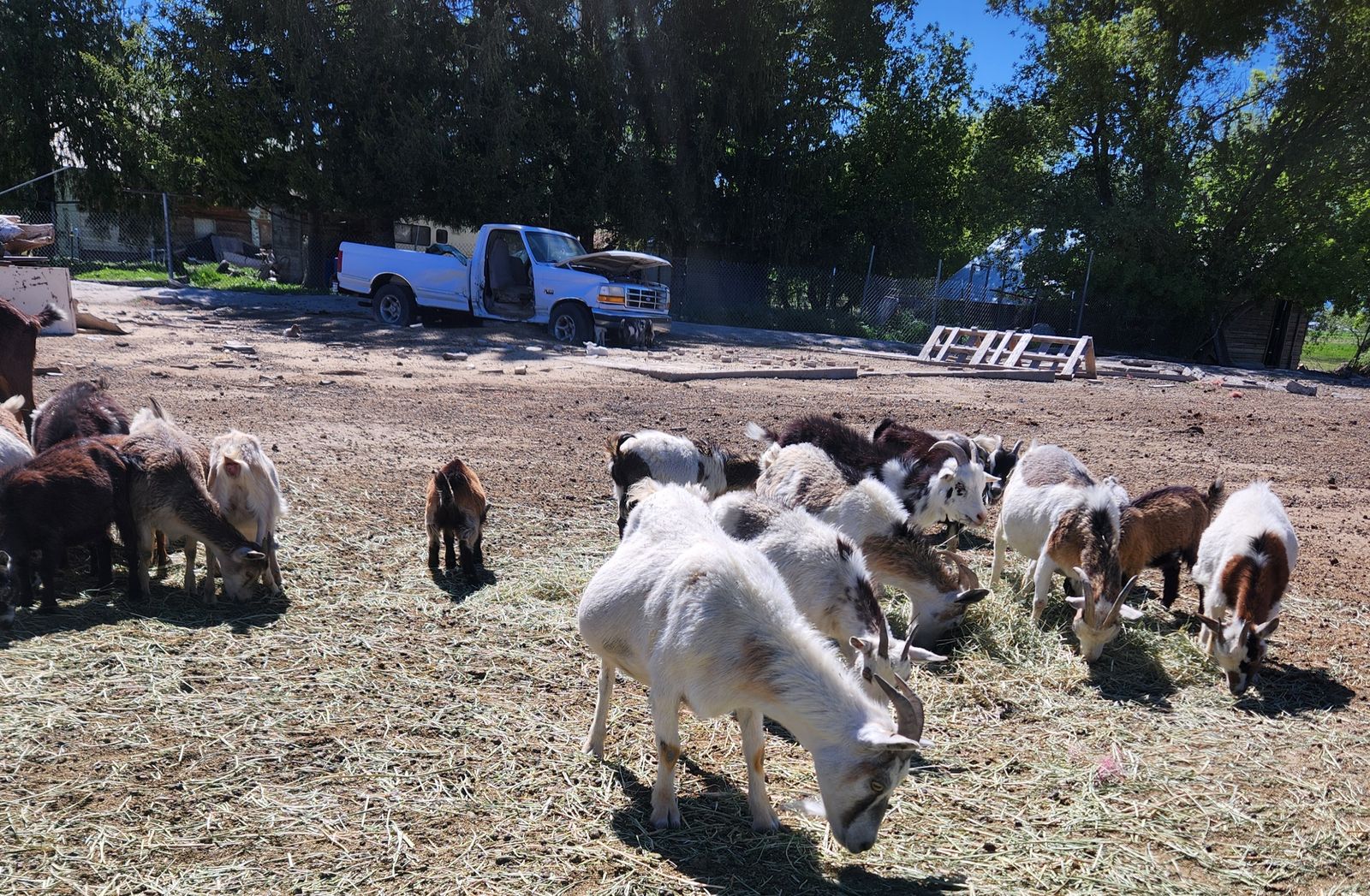 Goats for sale