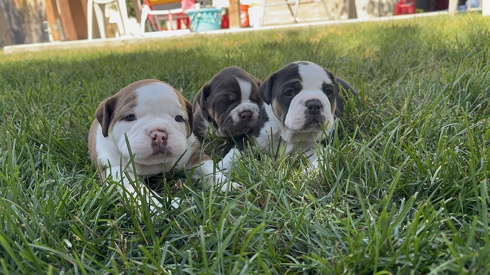 Olde English Bulldogge Puppies