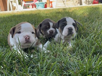 Olde English Bulldogge Puppies
