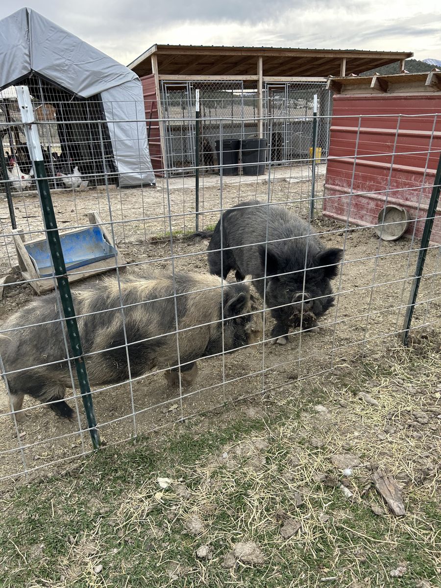 2 intact kune kune boars