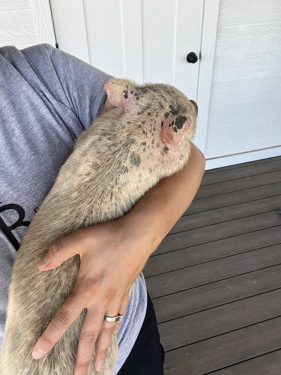 Male Mini Juliana Piglet