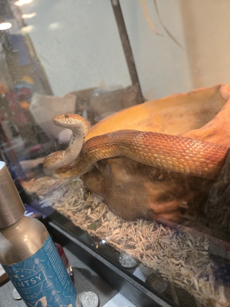 Corn Snake
