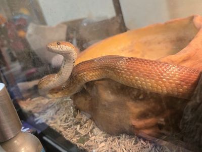 Corn Snake