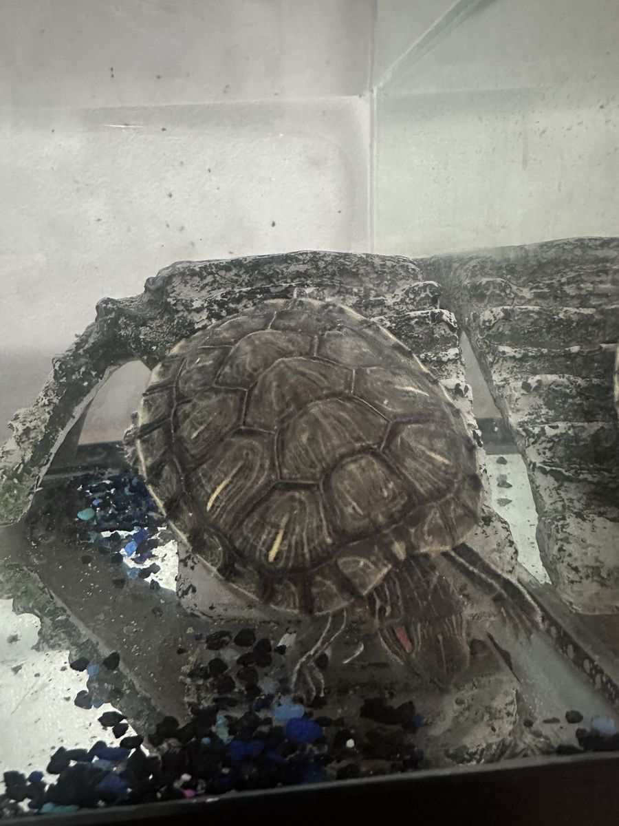 Main image 4
