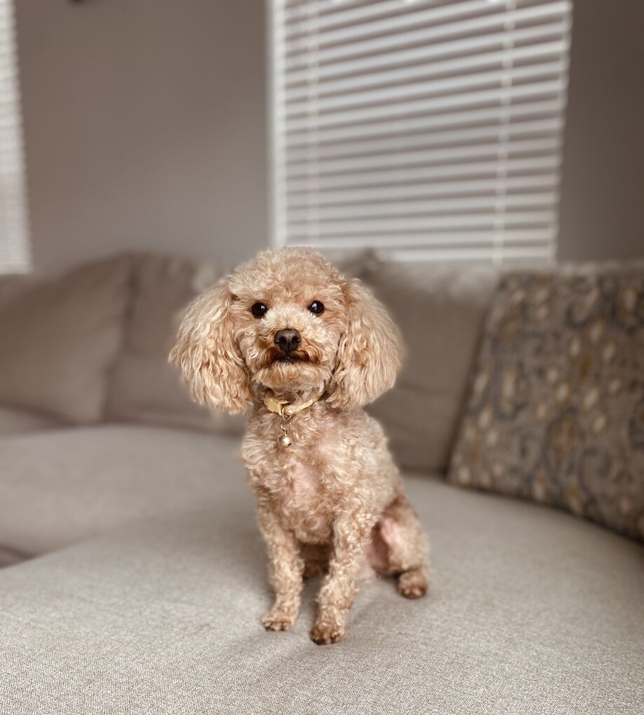 6lb Toy Poodle Stud