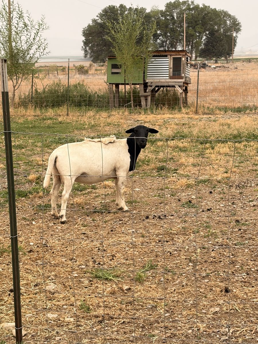 Dorper Ewe 2 year old 
