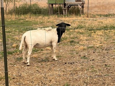 Dorper Ewe 2 year old