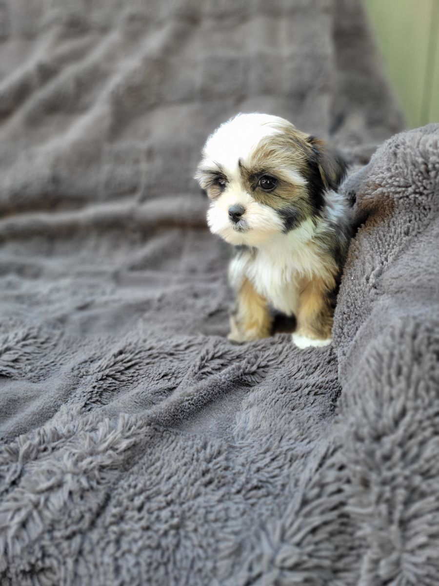 Shorkie - Yorkshi
