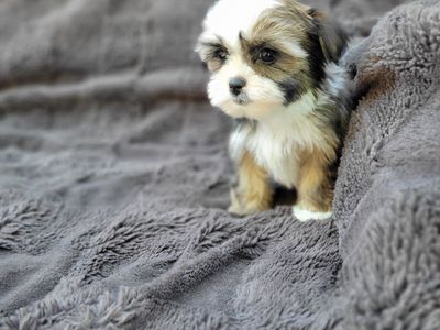 Shorkie - Yorkshi
