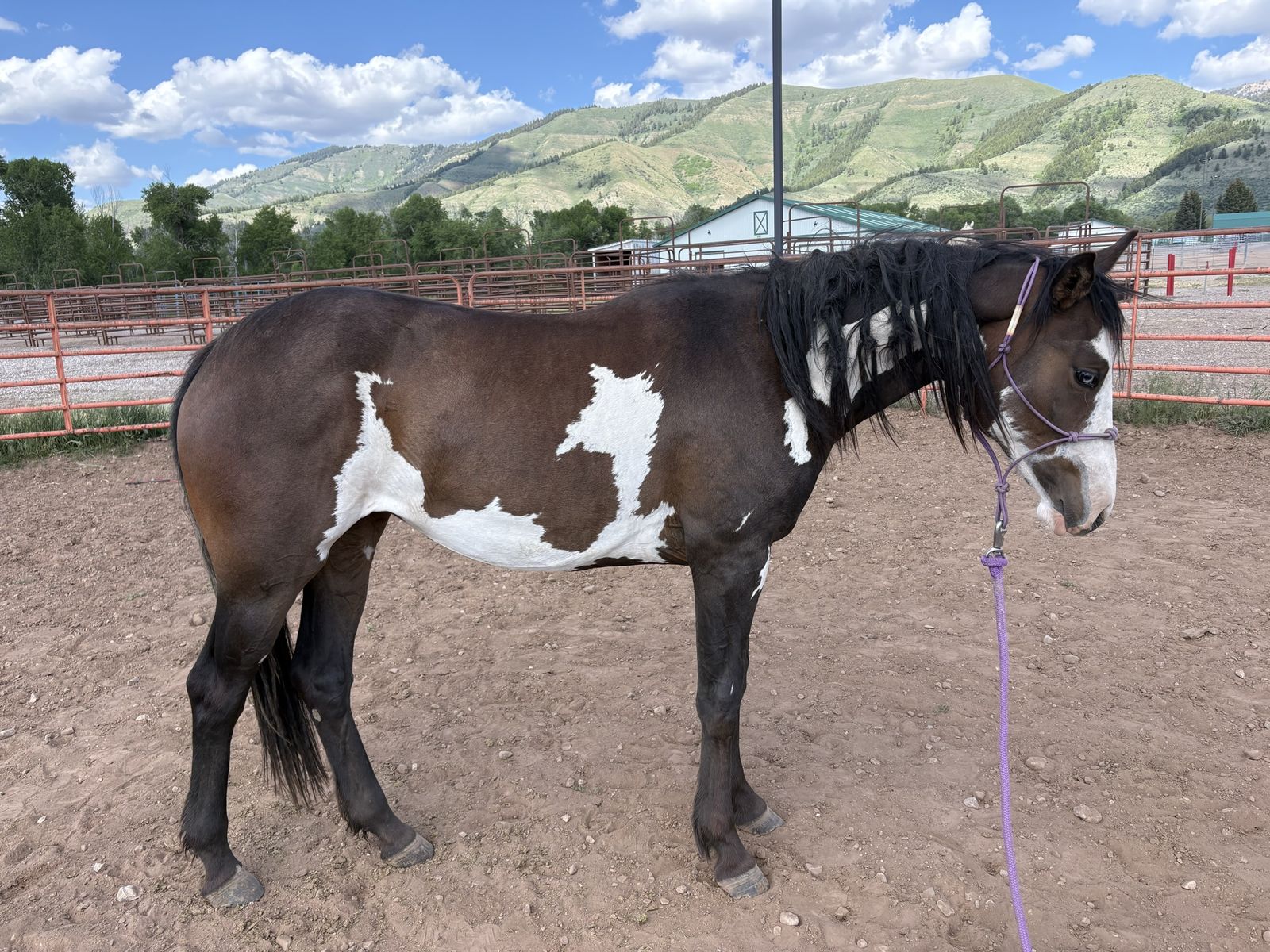 2yo APHA filly