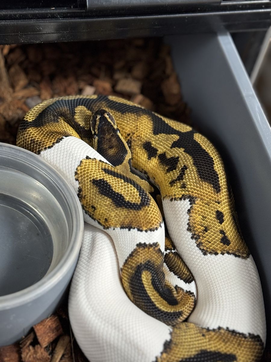 2024 Female Ball Python