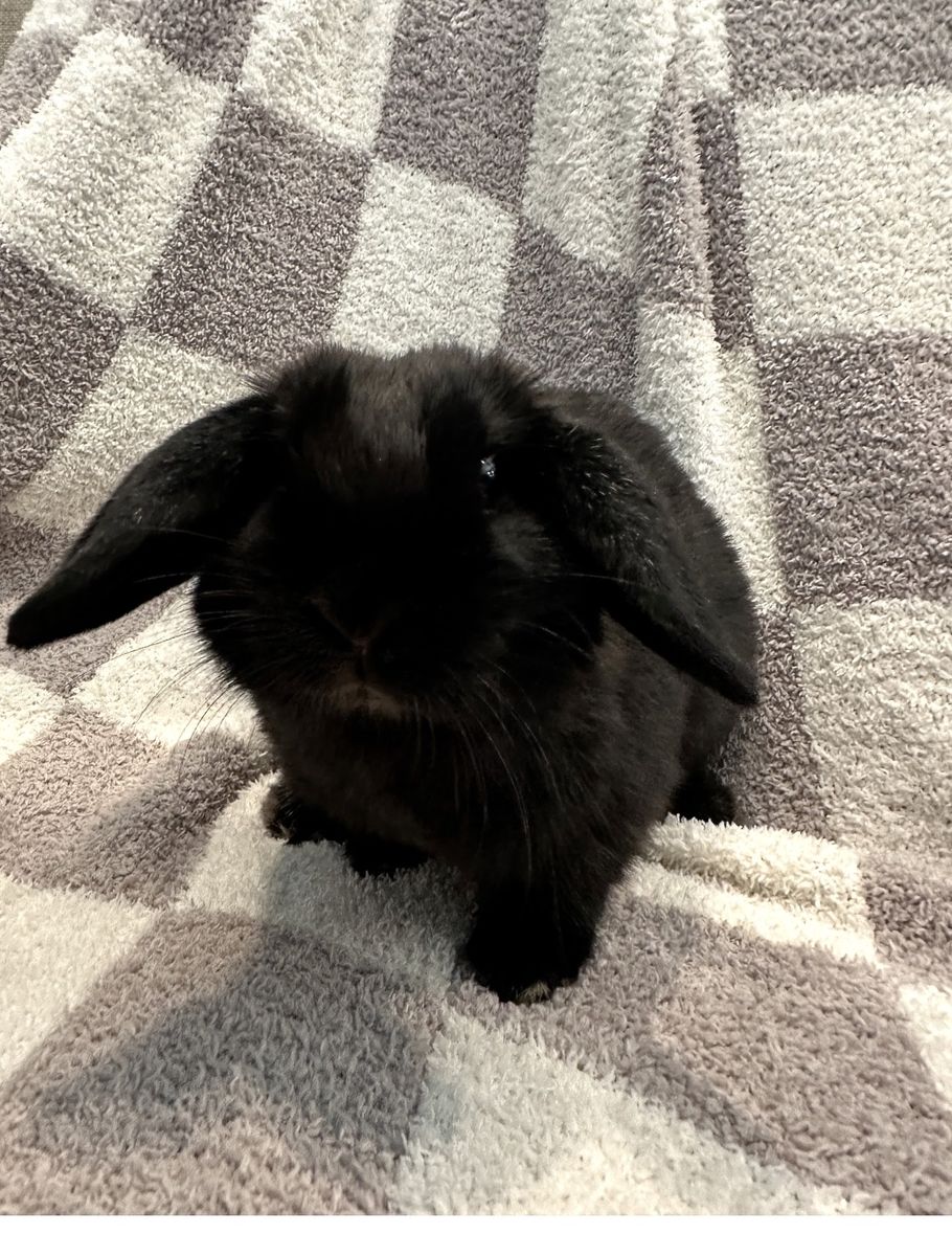 Holland Lop Rabbit - Male - Black - Purebred (Assumed) - Cage & Accessories Included