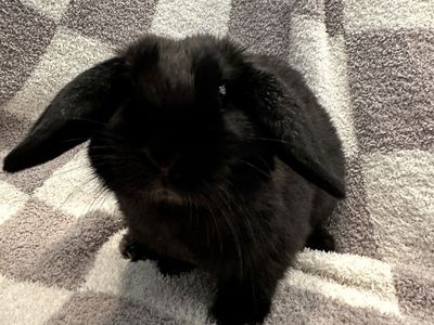 Holland Lop Rabbit - Male - Black - Purebred (Assumed) - Cage & Accessories Included