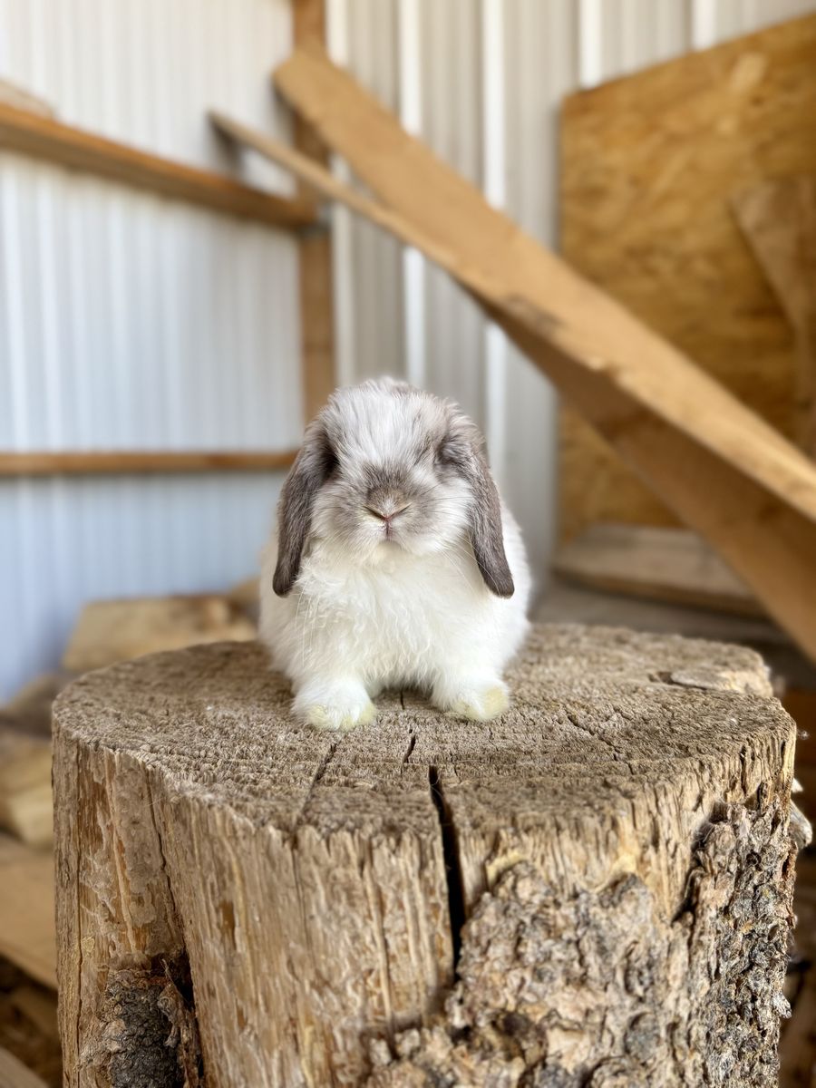 Broken Chocolate Chinchilla Holland Lop Buck