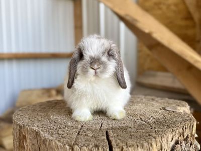 Broken Chocolate Chinchilla Holland Lop Buck
