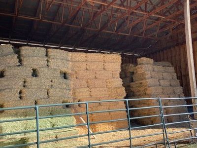 Alfalfa Hay small bales for sale