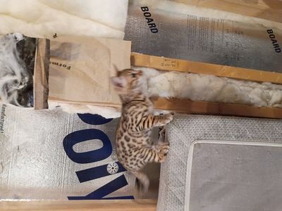 Beautiful, Unique Bengal Kittens