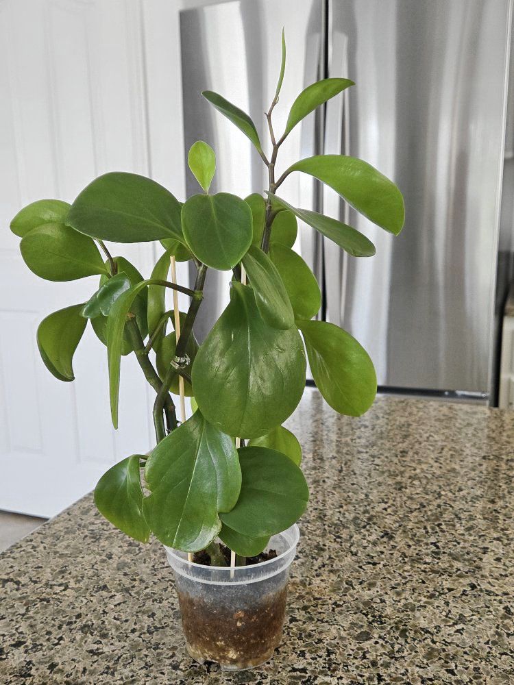 Peperomia Obtusifolia (Baby Rubber Plant)