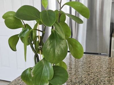 Peperomia Obtusifolia (Baby Rubber Plant)
