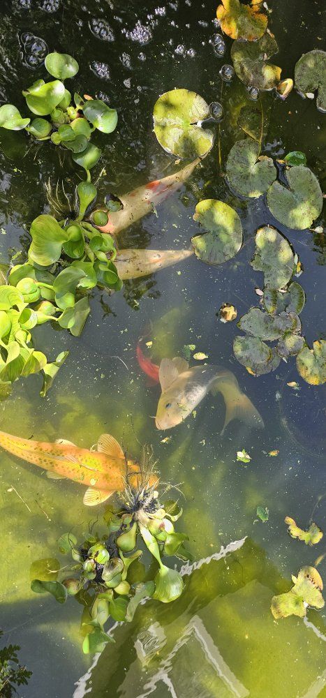 12-16" koi