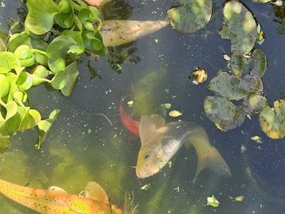 12-16" koi