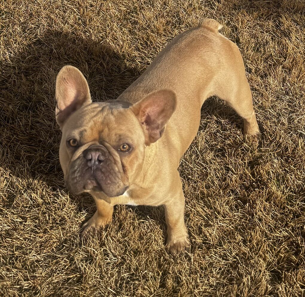 Male French Bulldog 1.5 Years Old