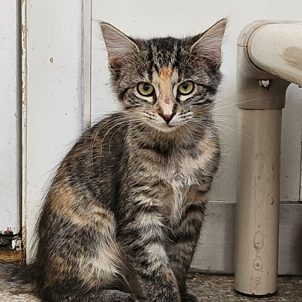 Hello my name is Ramsay