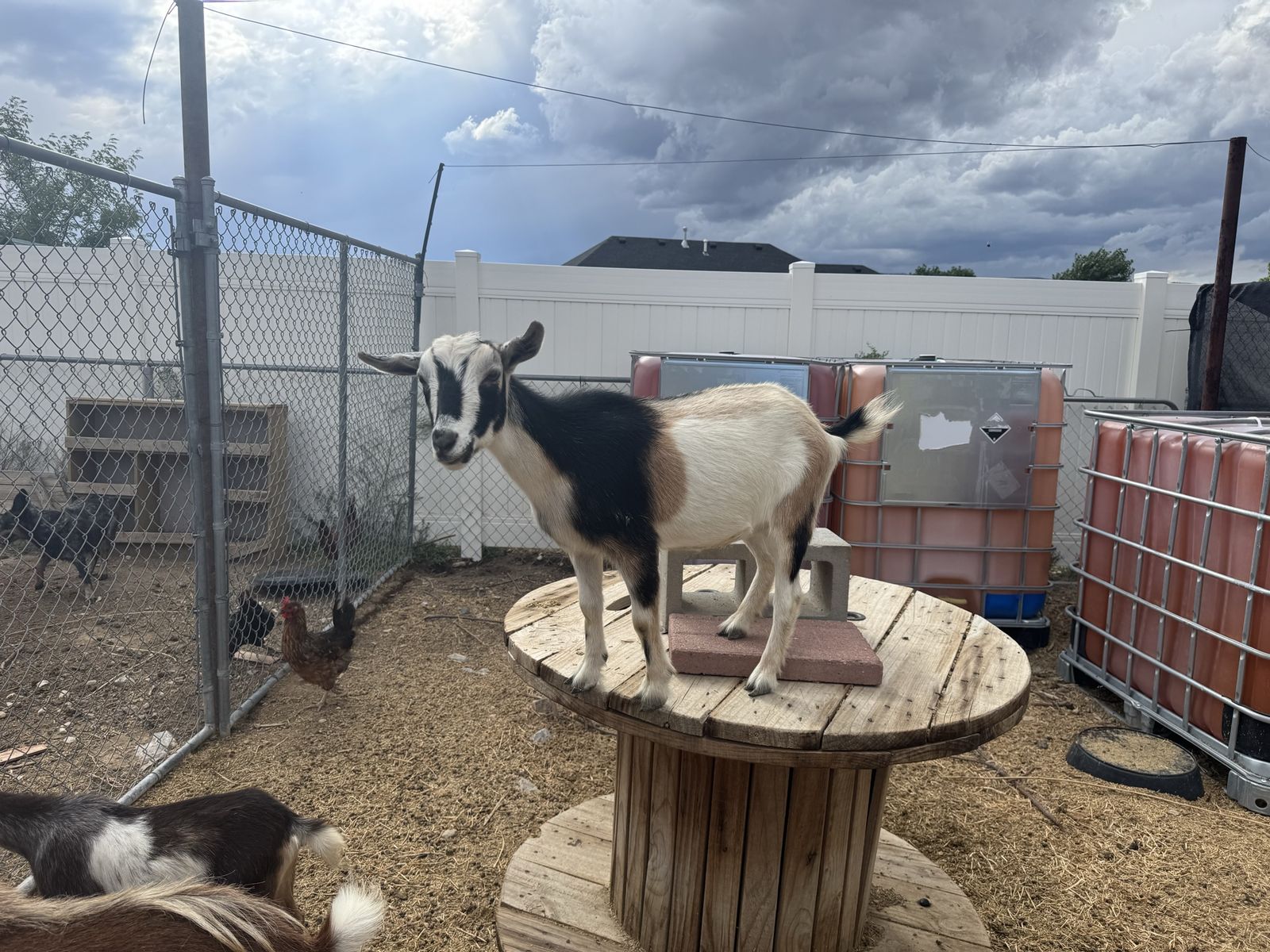 Nigerian Dwarf Goats