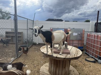 Nigerian Dwarf Goats
