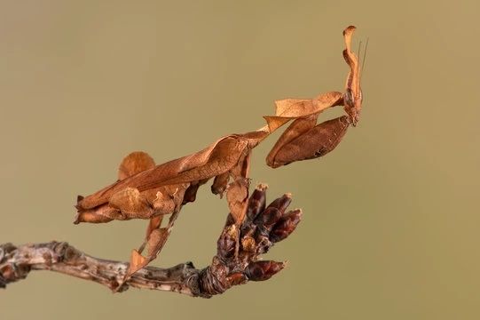 Ghost mantis