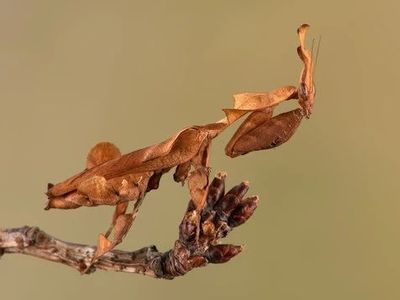 Ghost mantis
