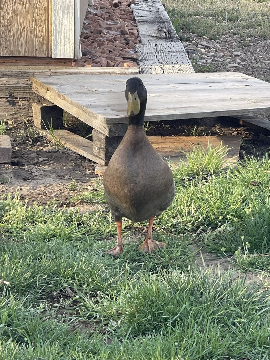 James Pond (male Khaki Campbell Duck)