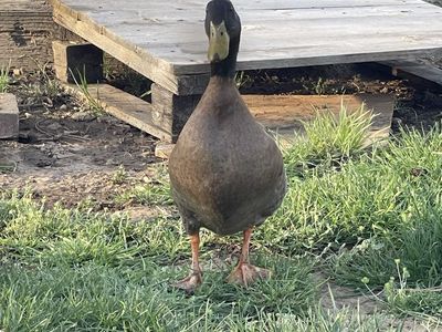James Pond (male Khaki Campbell Duck)