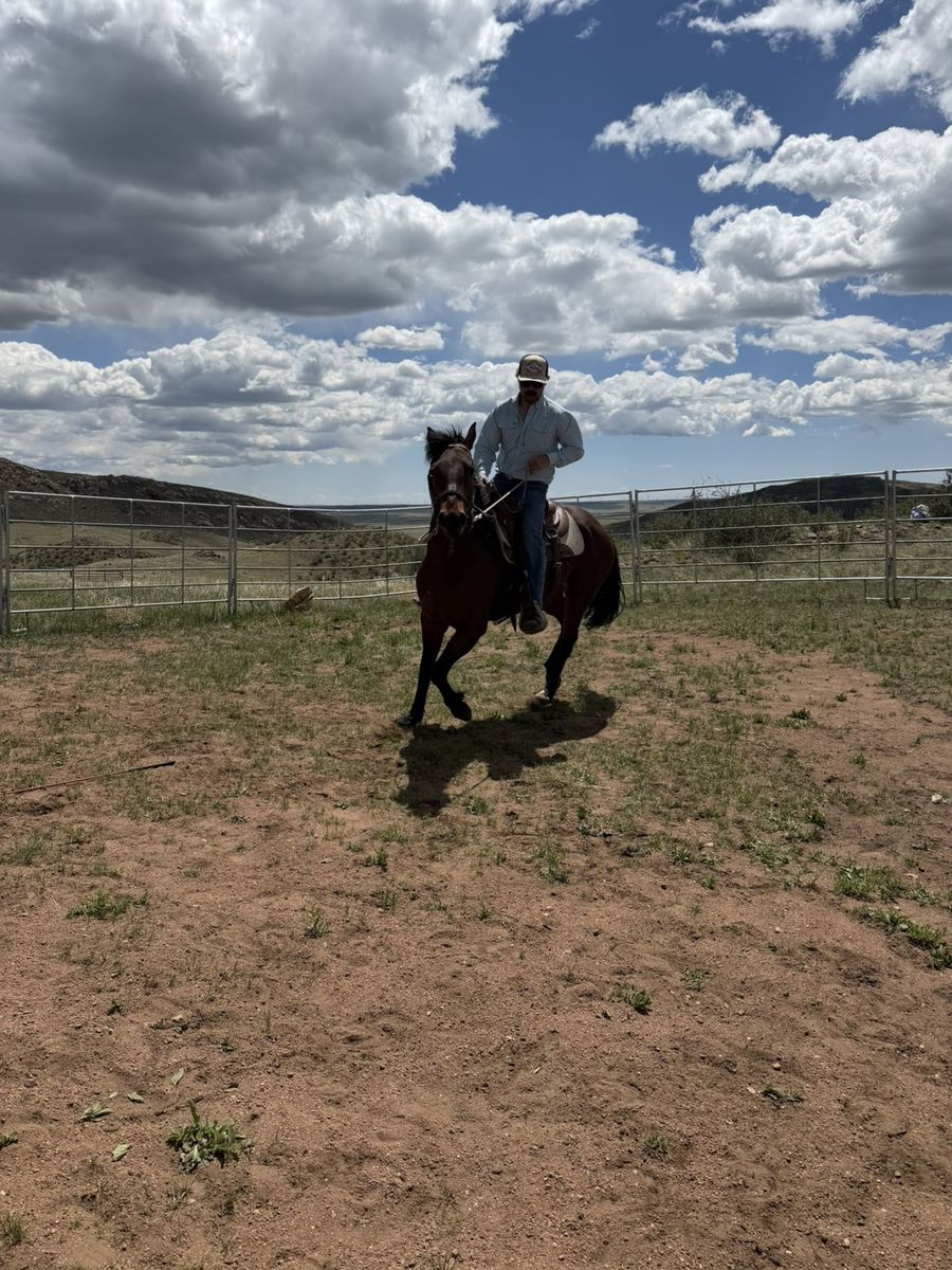 Horse Training / Colt Starting