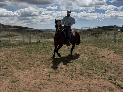 Horse Training / Colt Starting