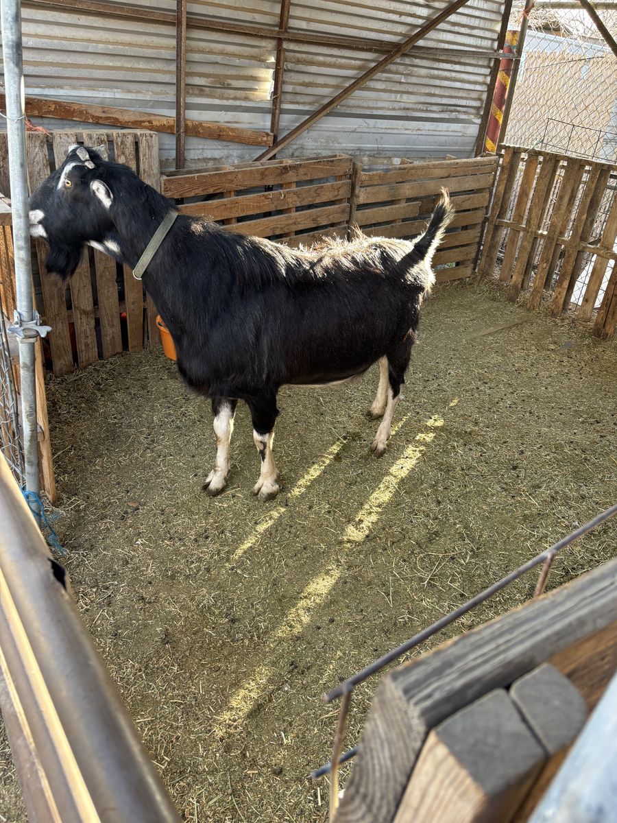 Registered three-year-old buck