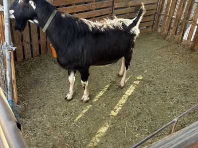 Registered three-year-old buck