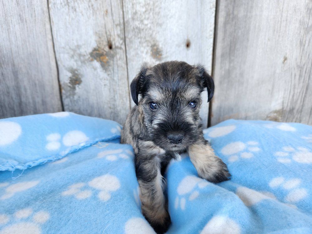 miniature Schnauzer