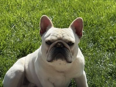 LILAC MALE FRENCHIE