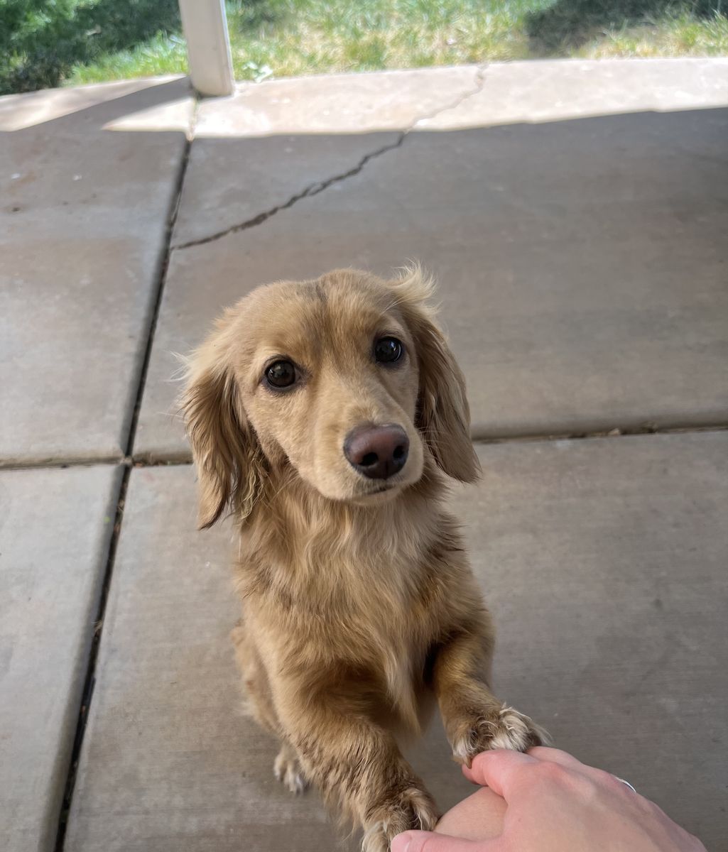 AKC certified miniature long hair dachshund stud 