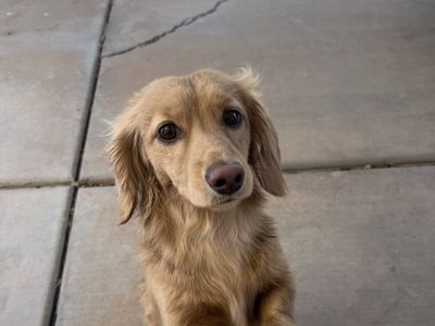 AKC certified miniature long hair dachshund stud