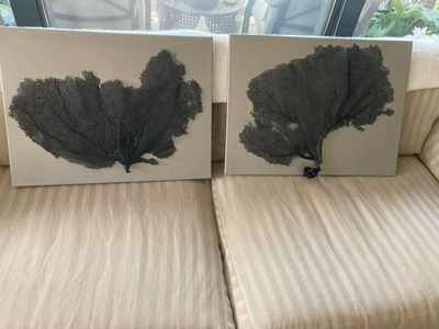 Fan Coral Art 18x24, Set or single