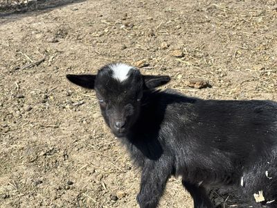 Blue Eyed Nigerian Dwarf kids