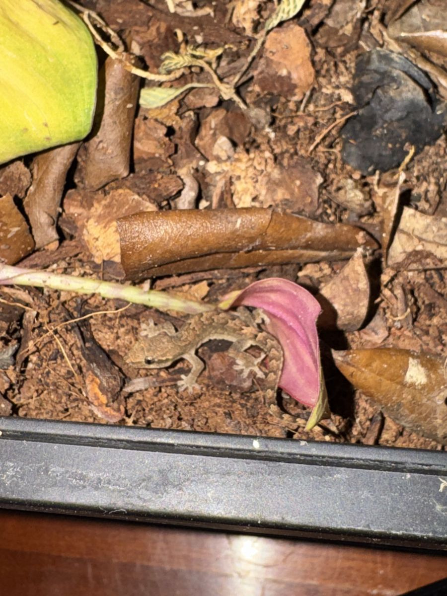 Morning gecko and terrarium