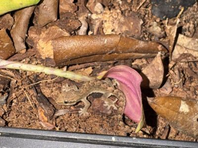 Morning gecko and terrarium