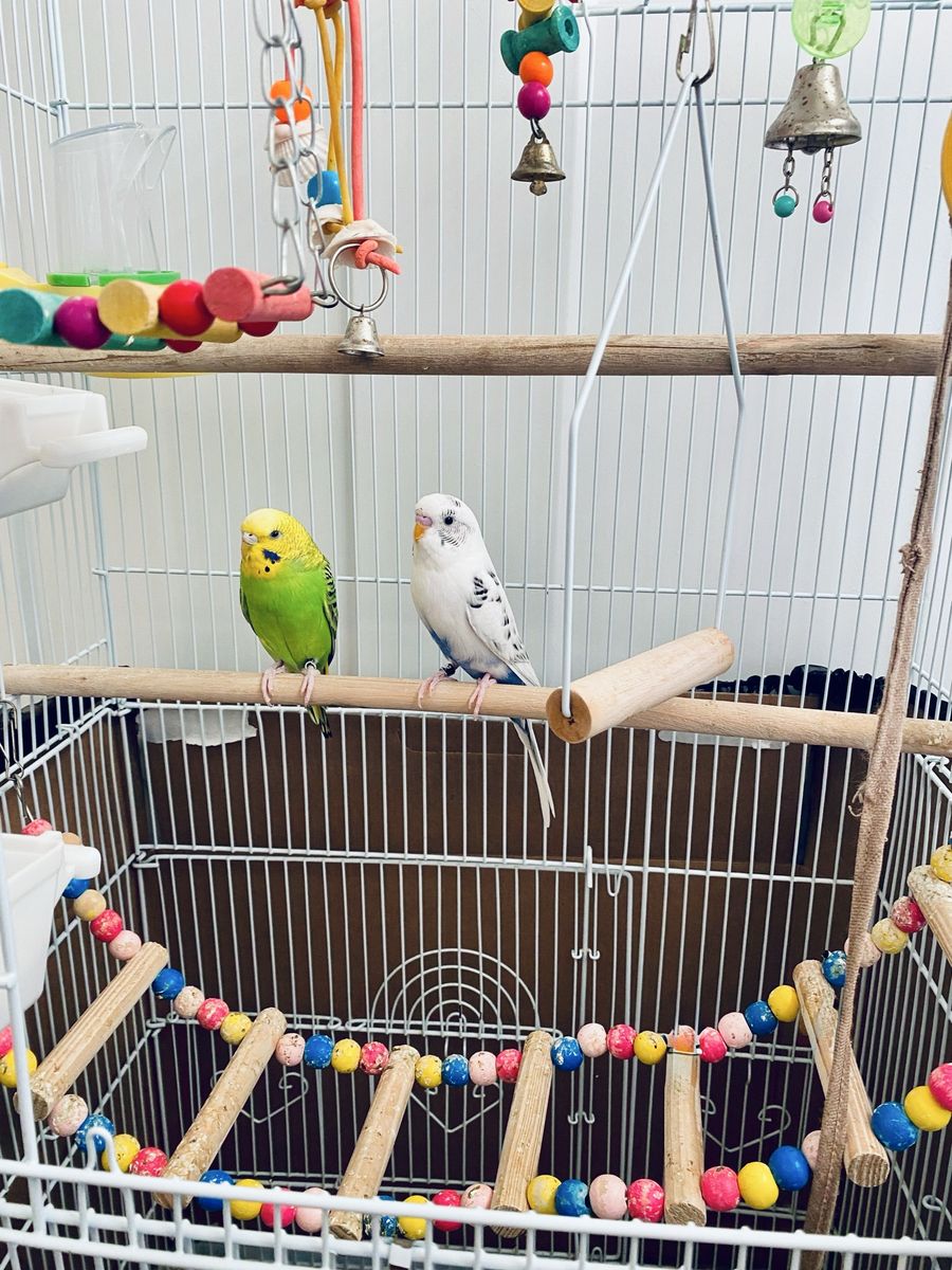Parakeets