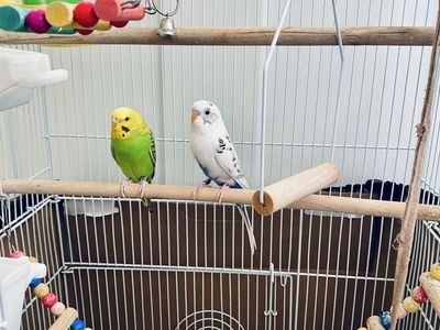 Parakeets