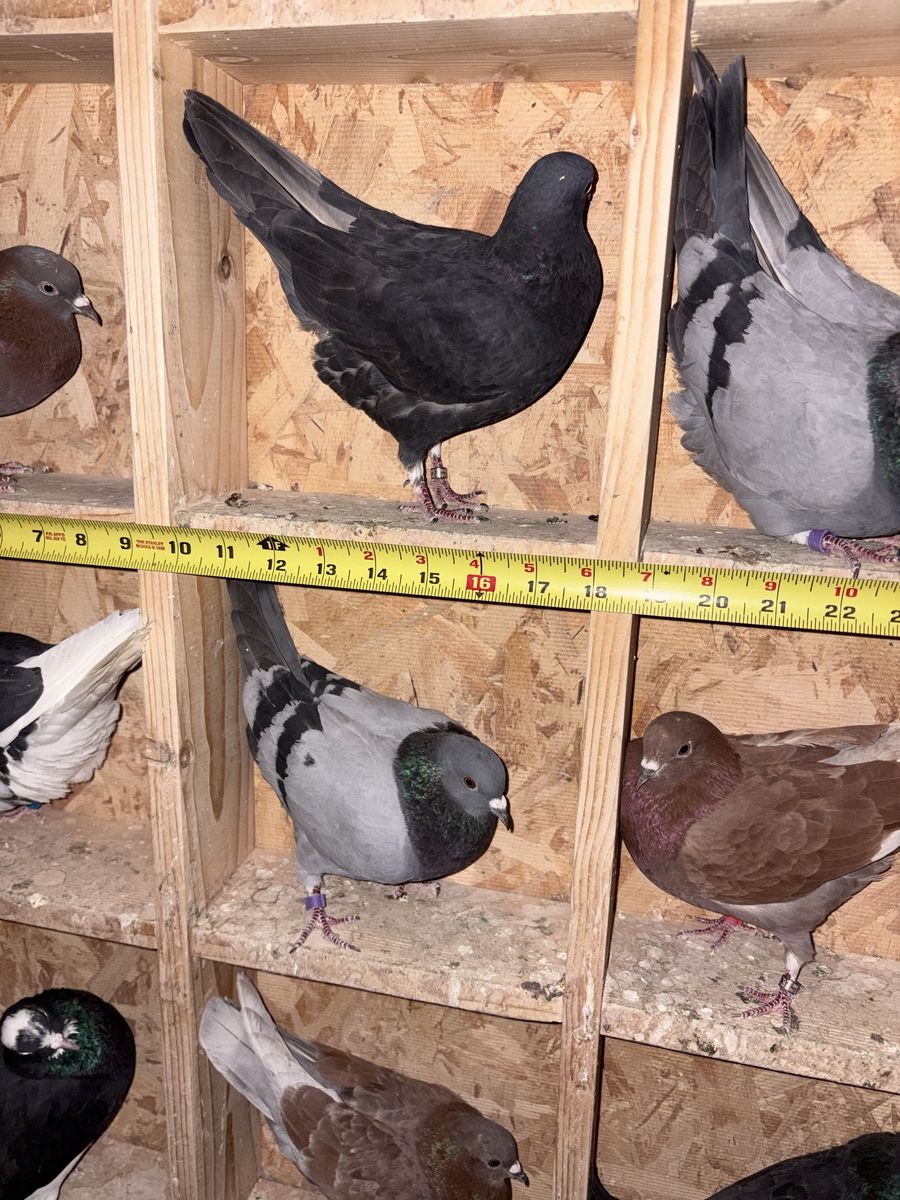Birmingham Roller pigeons