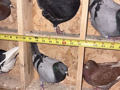 Birmingham Roller pigeons
